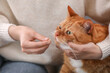 © New Africa - Woman giving vitamin pill to cute cat, closeup