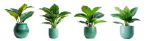 Collection of potted indoor palm plants, houseplants in various decorated green vases, isolated on a transparent background with a PNG cutout or clipping path.