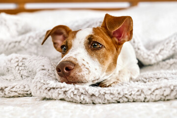 Cute funny sad jack russell dog terrier resting on gray blanket in the bed in bedroom.