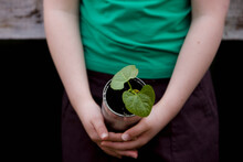 Close Up Of Young Girl Hands Holding A Plant
