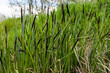 Carex acuta - found growing on the margins of rivers and lakes in the Palaearctic terrestrial ecoregions in beds of wet, alkaline or slightly acid depressions with mineral soil