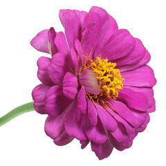 Canvas Print - Pink zinnia