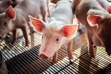 Portrait of a cute small piglet on the farm. group of mammals waiting for feed. swine in the stall.