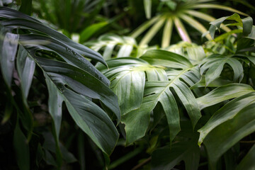 Close-up nature view of green monstera leaf and monstera tree background. Flat lay, dark nature concept, tropical leaf