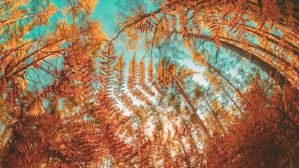 Wall Mural - Fern Branch On Fall Autumn Mood Timelapse Background. Transition Forest From Summer Green To Autumn Yellow. Sunlight Sunrays Sunshine In Forest Landscape. Season Change Concept. Sun Shine. Soft Colors