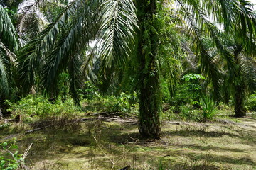 Wall Mural - palm oil plantation in indonesia palm trees