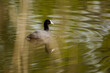 coot, swims on the water