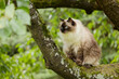 big cat sitting on a branch