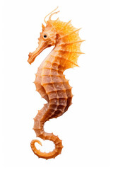 Wall Mural - Seahorse on a white background