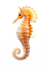 Wall Mural - Seahorse on a white background