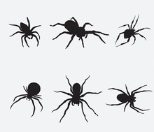 Set Of Black Silhouette Spider Icon Isolated On White Background