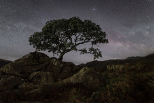 Twisted Oak Tree On A Hilltop In Front Of The Milky Way