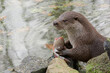 European otter eats fish