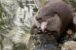 The European otter eats fish