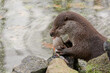 European otter eats fish