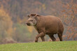 tapir on a green glade