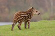 young tapir on a green glade