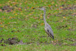 grey heron on grass
