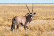 Oryx antelope in the Grassland