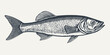 Sardine. Vintage woodcut engraving style vector illustration.