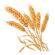 wheat ears isolated on white background watercolor, artwork, clip art, clipart, water color, png