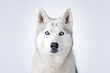 White siberian husky dog with blue eyes on white background. Generative AI