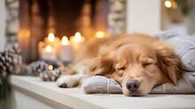 Dog Sleeping On The Couch. Golden Retriever Sleeps On White Blanket Near Fireplace