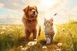A cat and a dog stroll through a sunny meadow