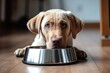 A hungry labrador retriever with sad eyes awaits food in the kitchen holding a bowl