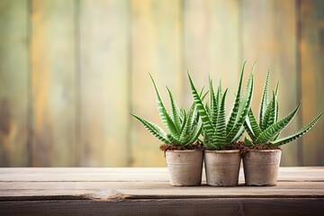 Sticker - Aloe vera plants on wooden table