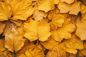 Sticker - Autumn s yellow leaves fallen in gold textured flat lay