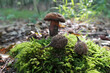 Bucheckern mit Pilz im Wald