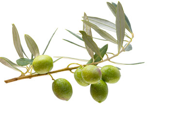 Canvas Print - branch with green olives isolated