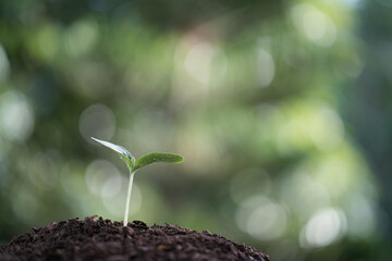 Wall Mural - Small growing young tree sprout with lush green background