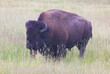 Yellowstone Bison grazing in summer