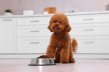 Sticker - Cute Maltipoo dog near feeding bowl with dry food on floor in kitchen. Lovely pet