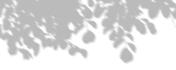 Wall Mural - isolate shadow tree branches leaves movement on transparent backgrounds 3d illustrations png
