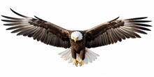 Bald Eagle Flying Swoop Hand Draw And Paint Color On White Background