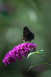 Motyle, motyl kolorowy na kwiatach w ogrodzie. 