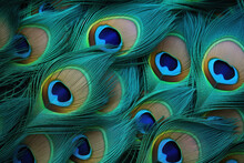 Beautiful Bright Background Of Peacock Feathers, Peacock Feathers On A Dark Background