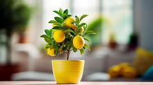 Indoor Lemon Plant In A Flower Pot With Fruits In A Lighted Kitchen. Copy Space.