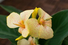 Kanna. Yellow Canna Flower Close-up