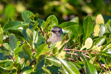 Sticker - bird on a branch