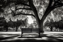 Empty Bench In Park, Huge Tree Near The Lake, Light And Shadow, Black And White, With Copy Space.