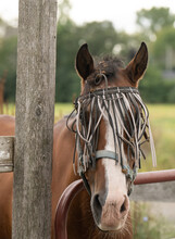 Horse Wearing Long Strand Fly Mask Burrs In Forelock Beside Fence Post Looking At Camera Vertical Equine Image Horse Portait With Large White Blaze Room For Masthead Horse That Needs Grooming 