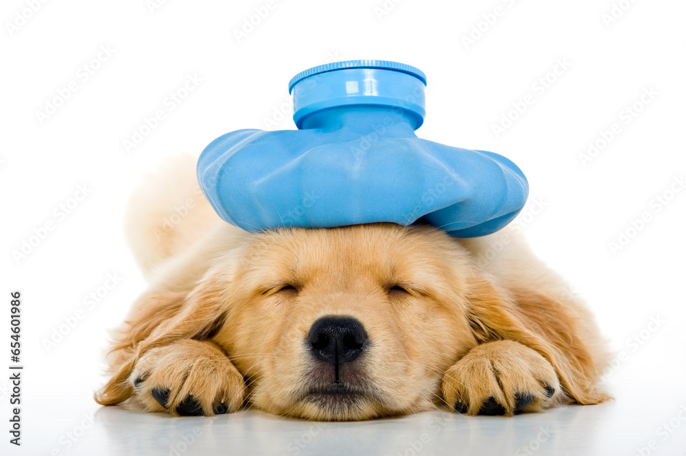 An Under the weather cute 8 week old Golden Retriever puppy with a blue ...