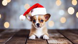 Fototapeta Sypialnia - Chihuahua Dog in Santa Claus Hat with Christmas Background, Festive Season, Copy Space. Generative AI
