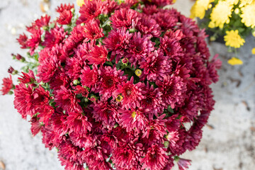 Wall Mural - macro top view texture background of bright burgundy pink chrysanthemum flowers in a sunny outdoor p