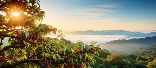 Poster - Fresh arabica coffee bean on coffee tree in mountainous coffee plantation in Ban Pang Khon Chiang Rai Thailand