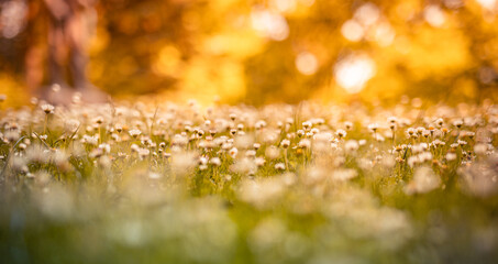 Wall Mural - Early evening sunlight. Majestic nature daisy flowers. Golden soft green sunset colors white blossoms stunning defocused panoramic lush foliage landscape. Enchanting autumn forest closeup meadow flora